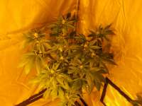 Bild von BuDDust (Girl Scout Cookies)