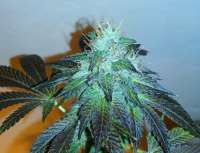 Bild von RedAlert [Girl Scout Cookies]