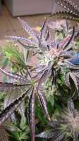 Bild von alexmaster [Girl Scout Cookies]