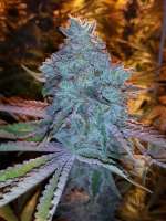 Bild von grinspoon (Girl Scout Cookies)