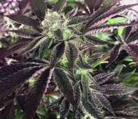 Bild von damoholic (Girl Scout Cookies)