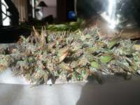 Bild von TTrichrome (Grape Kush)