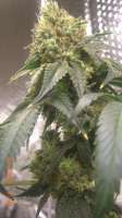 Bild von BigGreen56 (Jamaican OG)