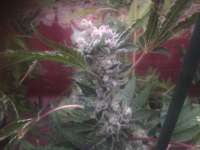 Bild von admin (Larry OG Kush)