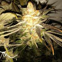 The Cali Connection Purple Diesel - ein Foto von firetrich