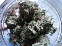 The Devil's Harvest Seed Company Rollex OG Kush - ein Foto von loveweed27