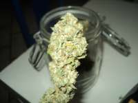 The Devil's Harvest Seed Company Rollex OG Kush - ein Foto von loveweed27