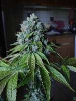 Bild von loveweed27 (Rollex OG Kush)