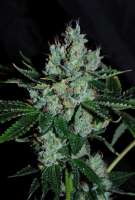 Bild von Jubei [Strawberry Sour Diesel]