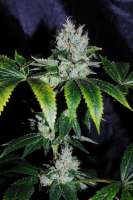 Bild von Jubei [Strawberry Sour Diesel]