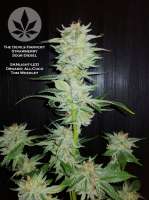 The Devil's Harvest Seed Company Strawberry Sour Diesel - ein Foto von pineappleltd