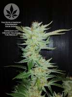 The Devil's Harvest Seed Company Strawberry Sour Diesel - ein Foto von pineappleltd