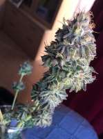 Bild von Quetelojuma [Strawberry Sour Diesel]