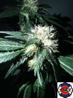 The Fire Department Blue Cheese - ein Foto von triceratopsgardens