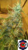 Bild von triceratopsgardens (Sour Blue Cheese)