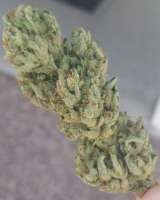 The KushBrothers Seeds Exotic Kush - ein Foto von Nuglife420