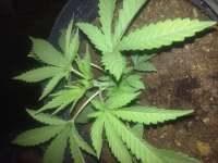 The Real Seed Company Malana - ein Foto von indica2me