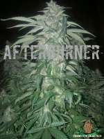 Third Eye Genetics Afterburner - ein Foto von ThirdEyeGenetics