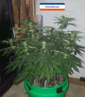 Third Eye Genetics Afterburner - ein Foto von triceratopsgardens