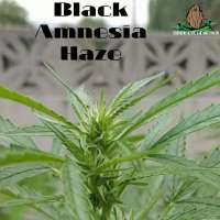 Bild von ThirdEyeGenetics (Black Amnesia Haze)