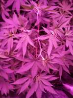 Bild von triceratopsgardens (Chocolate Glue)