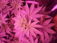 Bild von triceratopsgardens (Chocolate Glue)