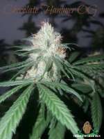 Bild von ThirdEyeGenetics (Chocolate Hammer OG)