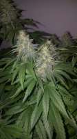 Third Eye Genetics Evil Step Mother - ein Foto von triceratopsgardens