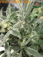 Third Eye Genetics Fruit Stripe Gum - ein Foto von ThirdEyeGenetics