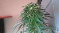 Third Eye Genetics Goat Piss - ein Foto von triceratopsgardens