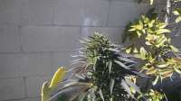 Third Eye Genetics Goat Piss - ein Foto von triceratopsgardens