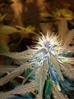 Third Eye Genetics Himalayan Witch Hunt - ein Foto von triceratopsgardens