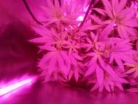 Third Eye Genetics MK Ultra Black Ops - ein Foto von triceratopsgardens