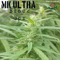 Third Eye Genetics MK Ultra Black Ops - ein Foto von ThirdEyeGenetics