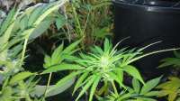 Third Eye Genetics Moonshine Daze - ein Foto von triceratopsgardens