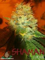 Third Eye Genetics Shaman - ein Foto von ThirdEyeGenetics