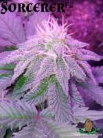 Third Eye Genetics Sorcerer - ein Foto von ThirdEyeGenetics