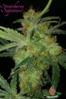 Third Eye Genetics Strawberry Supreme - ein Foto von ThirdEyeGenetics