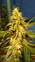 Third Eye Genetics Voodoo Rodeo - ein Foto von triceratopsgardens