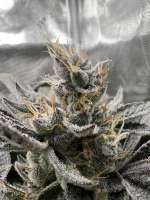 Bild von pdxgrow (Unicorn Poop)