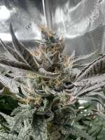 Bild von pdxgrow (Unicorn Poop)