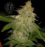 Thunderfudge Ultimate Lemon Bubba - ein Foto von tbird