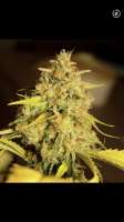 Top Dawg Seeds 3 Chems - ein Foto von Mephisto66689