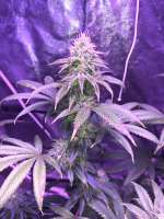 Top Dawg Seeds Guava D - ein Foto von superbuds