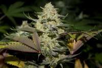 Top Dawg Seeds Stardawg - ein Foto von NthMan