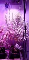 Top Tao Seeds Auto Tao Blueberry - ein Foto von Crimo