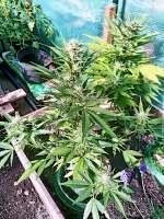 Top Tao Seeds Micron Auto Tao - ein Foto von Crowrover