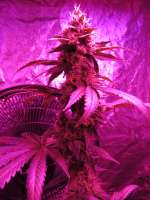 Treeology Genetics Laughing Gas - ein Foto von DadBud325