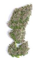 Tropical Seeds Company Bisho Purple - ein Foto von admin