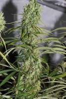 Tropical Seeds Company King Congo V4 - ein Foto von flashgordon